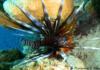Lionfish Cayman