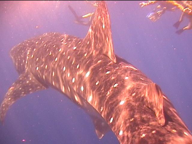 Whaleshark