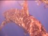 Whaleshark