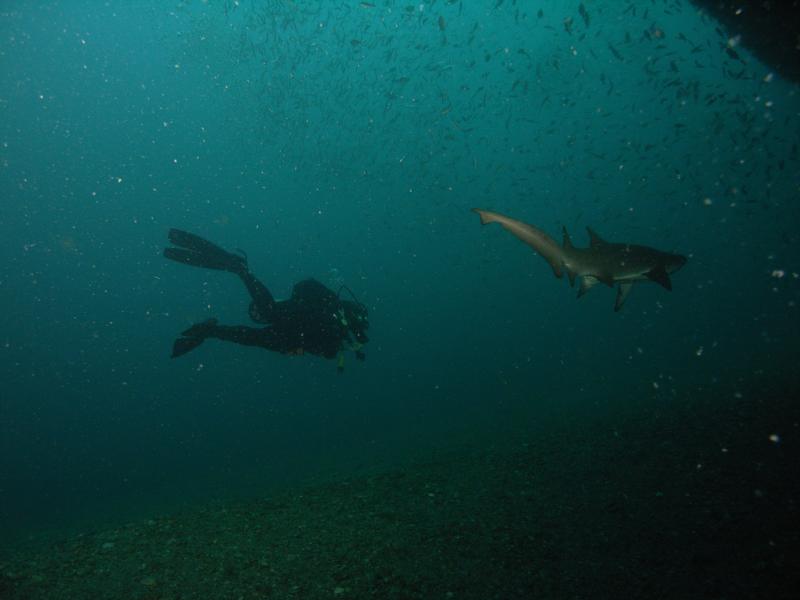 Me Swimming With Shark on Spar