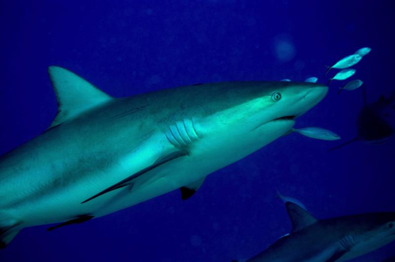 Shark in St. Maarten