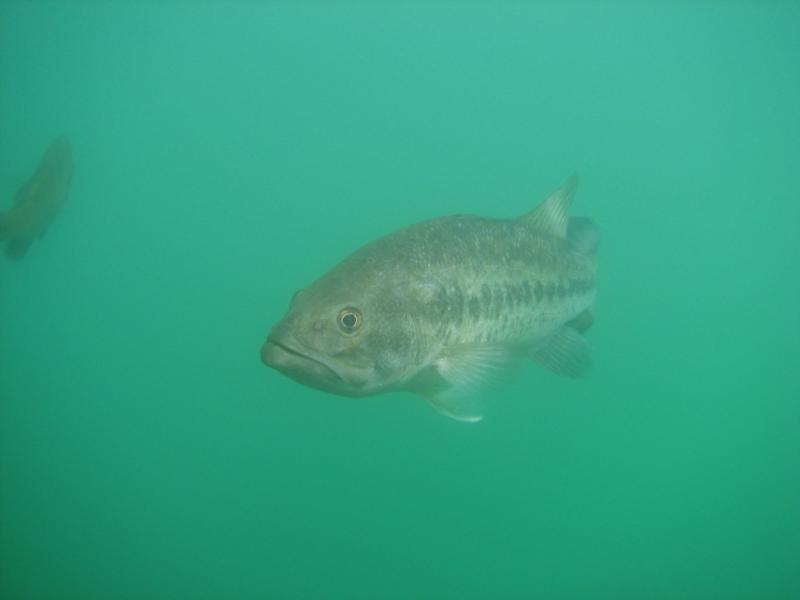 Bass