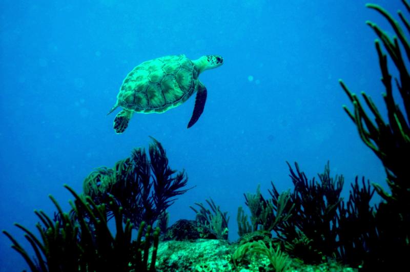 Sea Turtle