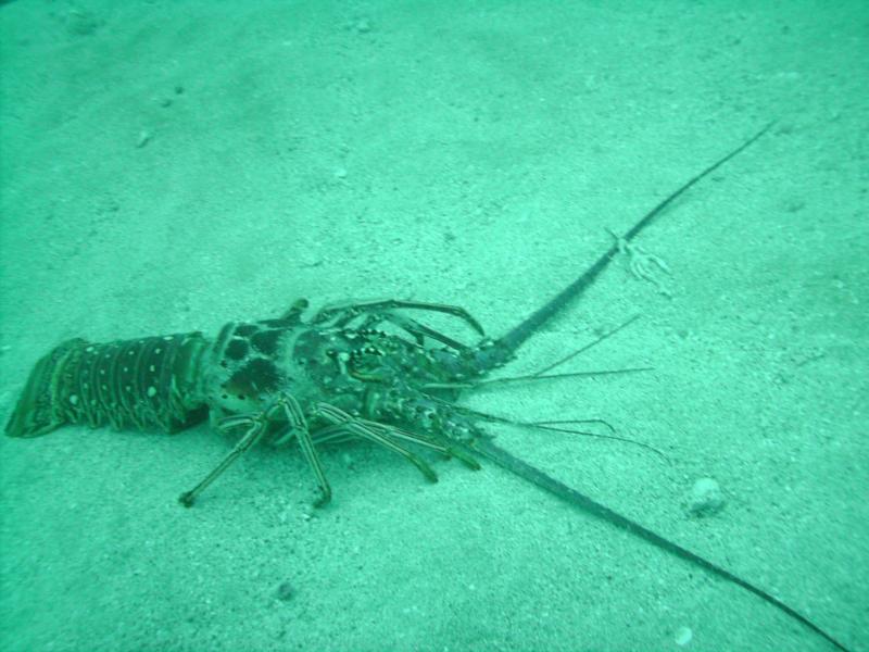 Atlantic Lobster (Homarus americanus)