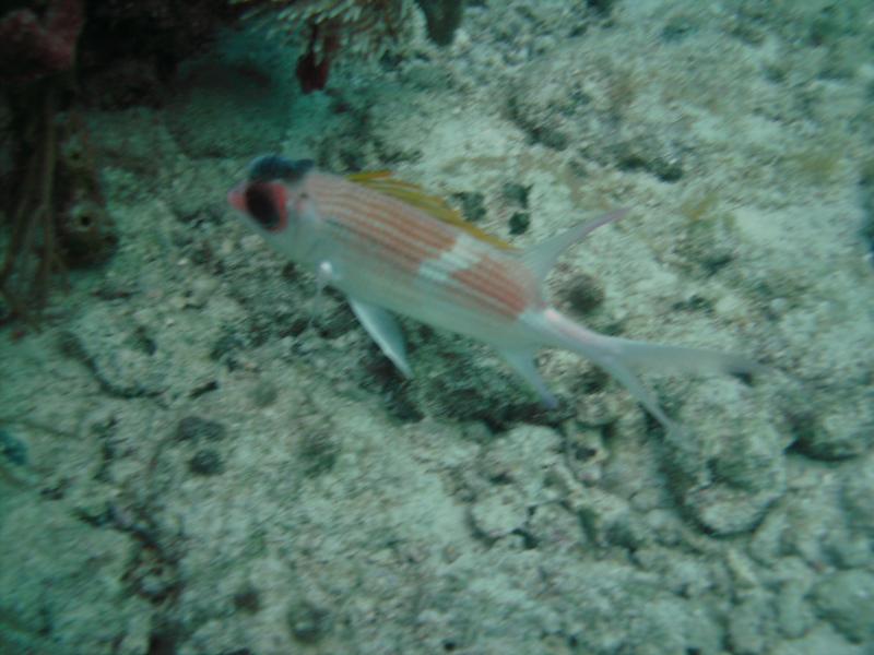 Atlantic Squirrelfish (Holocentrus adscensionis)