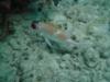 Atlantic Squirrelfish (Holocentrus adscensionis)