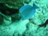 Blue Tang (Acanthurus coeruleus)