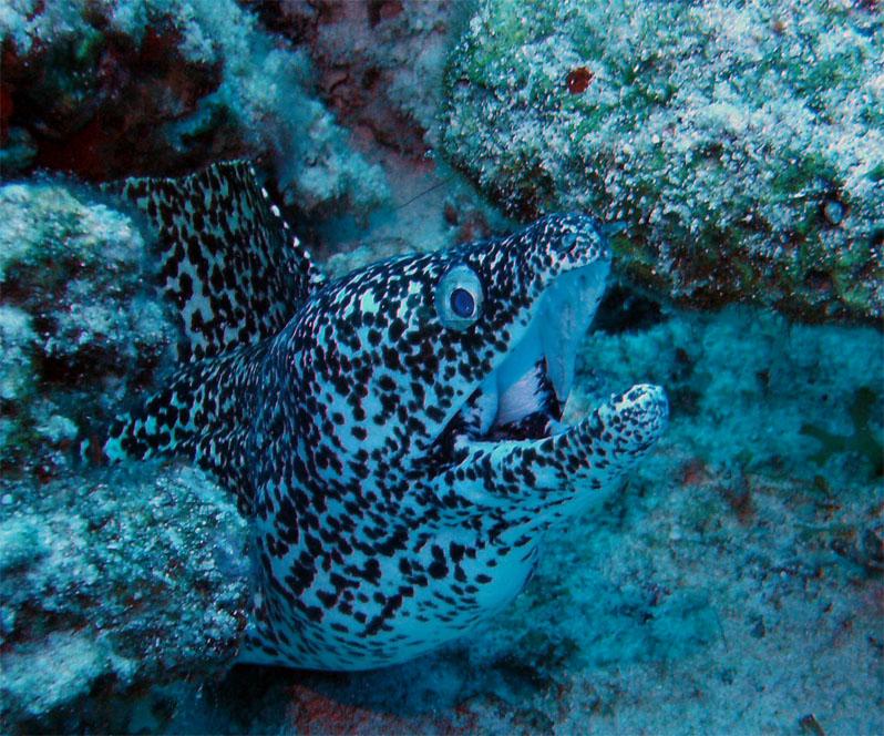 eel In Cozumel Yesterday