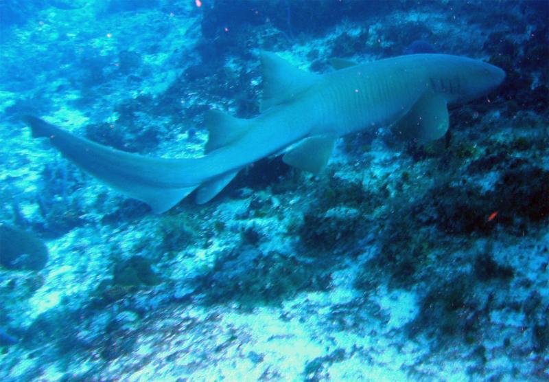 Nurse Shark