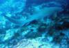 Nurse Shark