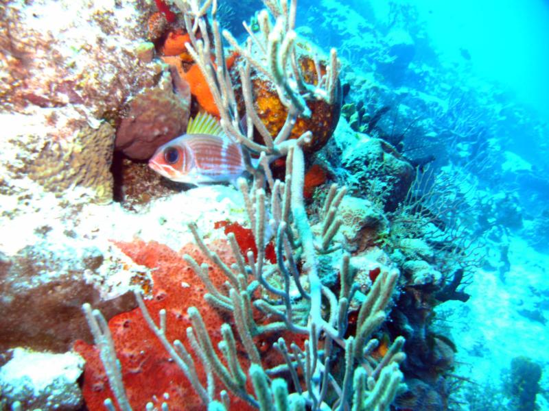 squirrelfish