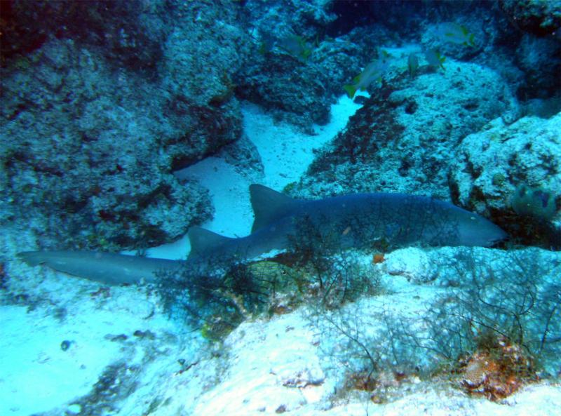 Sleeping Nurse Shark