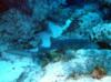 Sleeping Nurse Shark