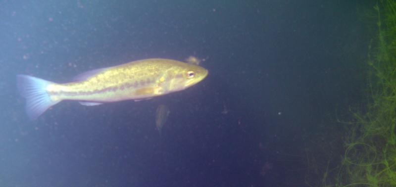 Bass bottom of North Quarry Circleville