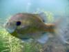 Bluegill In Motion