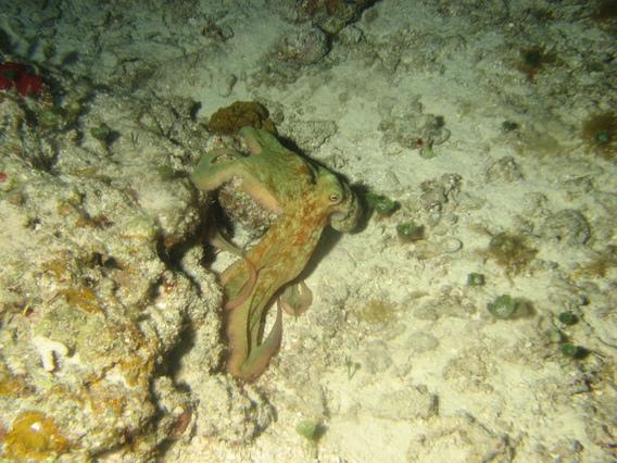 Octopuss on night dive