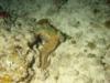 Octopuss on night dive