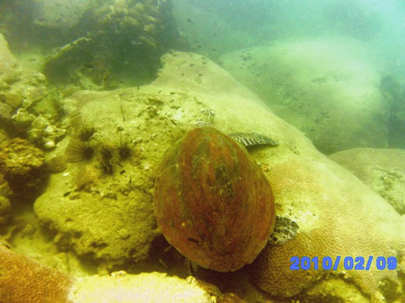 sea turtle off Pattaya Thailand