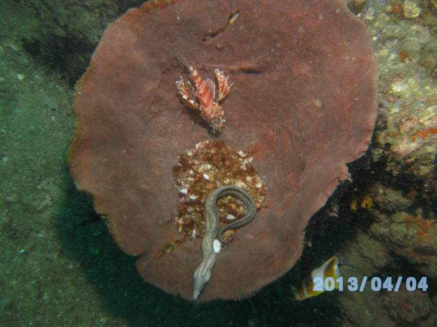 Lion Fish and Eel