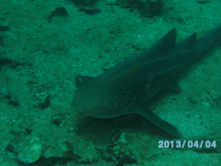 Scorpion Fish