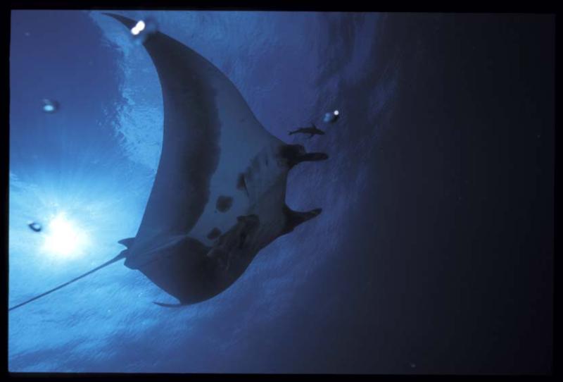 Solmar V - Dec 2001