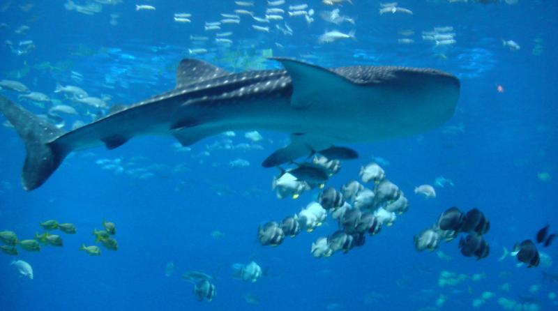 Whale Shark GA - Main Gallery Window