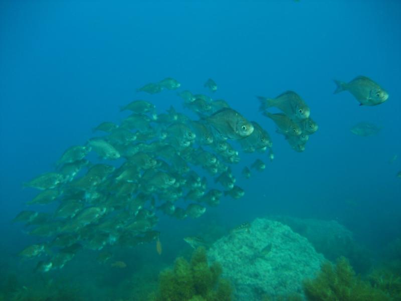 isla guadalupe-