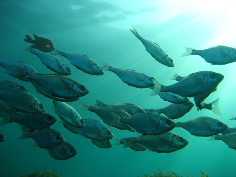  no cage dive in super sharky waters- isla guadalupe nat geo film expediition 